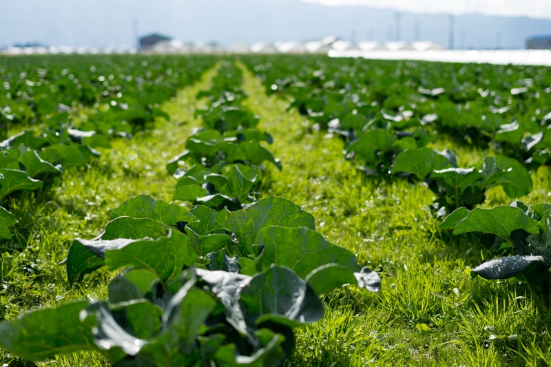 農業で野菜を育てる